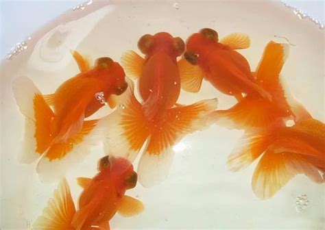 2尺缸可以養幾隻金魚|養魚新手入門：12個教學讓你養魚一次上手（新手必讀）